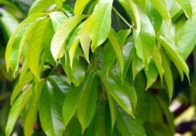 绿色芒果树叶图片