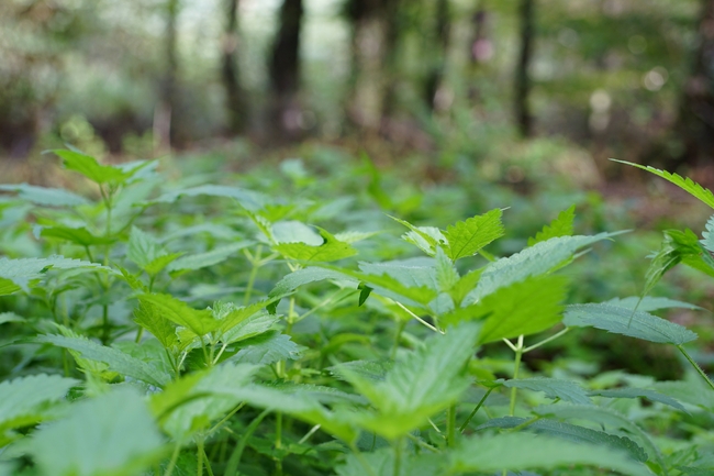 树林野生荨麻草图片