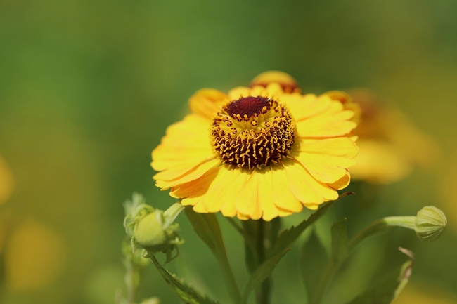 野生金色堆心菊摄影图片