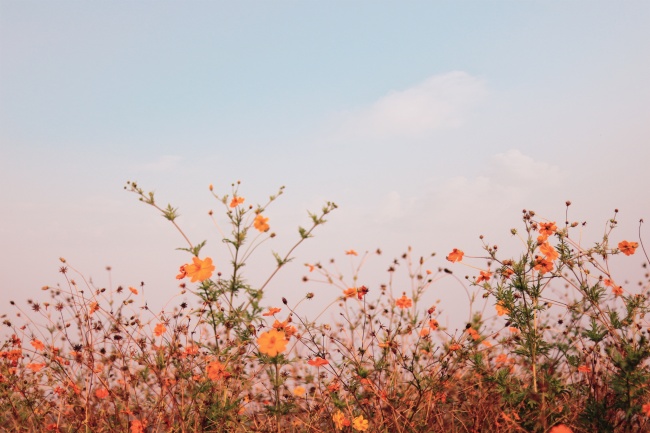 唯美小清新花草图片