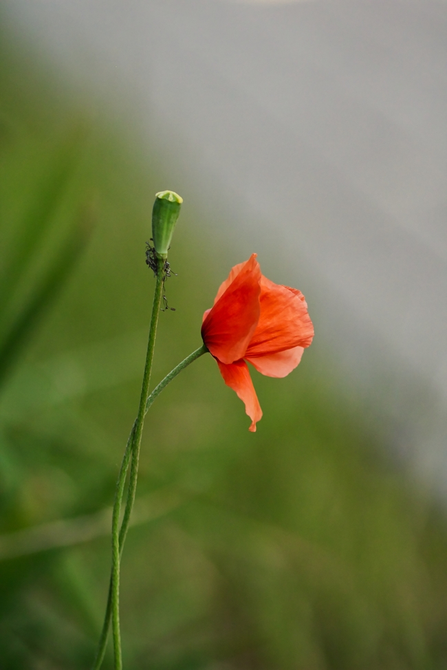风中摇曳的虞美人图片