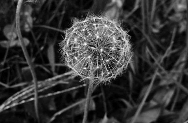 蒲公英植物种子图片