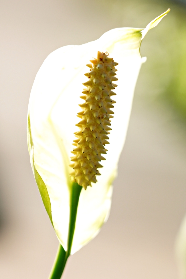 微距特写白掌花摄影图片