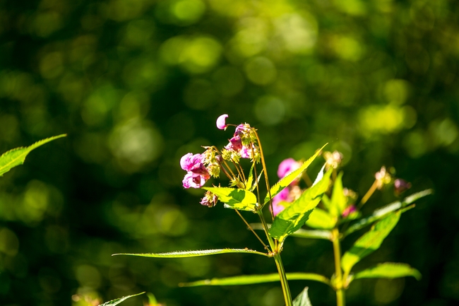 花卉植物多枝柳叶菜图片