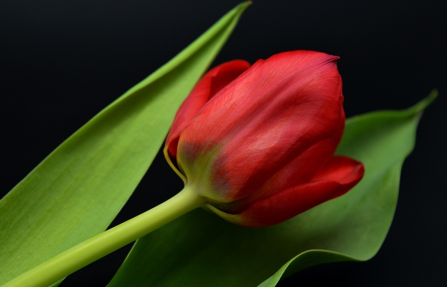 红色郁金香花枝局部摄影图片