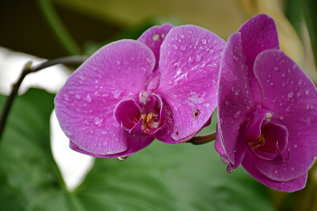 蝴蝶兰微距特写摄影图片