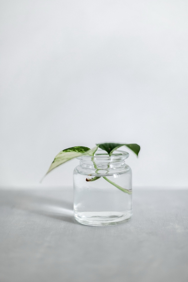 水养绿萝图片欣赏