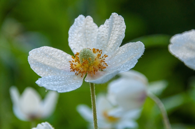 白色海葵花盛开图片