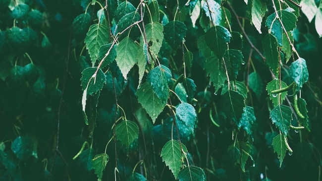雨中绿色树叶雨滴摄影图片