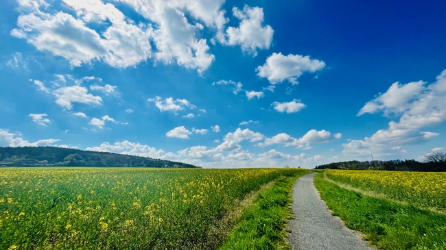 蓝天白云乡村田园油菜花海图片