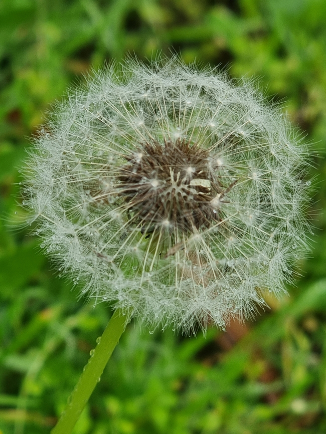 草丛白色蒲公英植物摄影图片