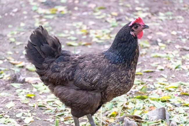 家养灰色老母鸡图片