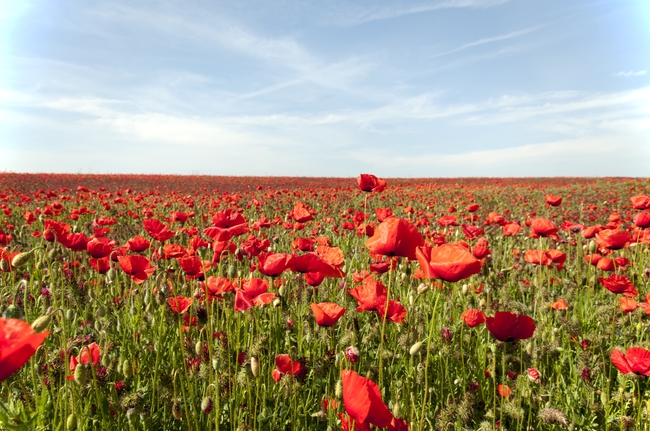 一片红色的罂粟花花海图片