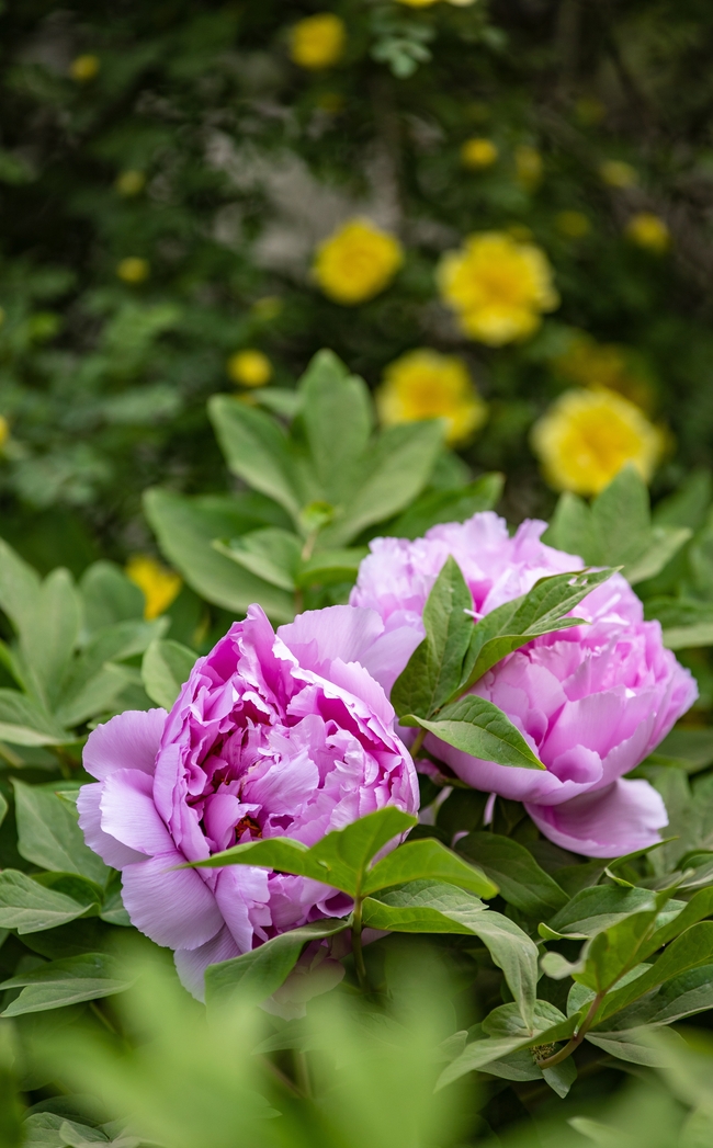 粉色牡丹花摄影图片