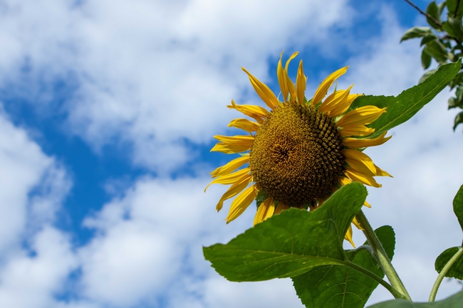 蓝色天空卷积云向日葵图片