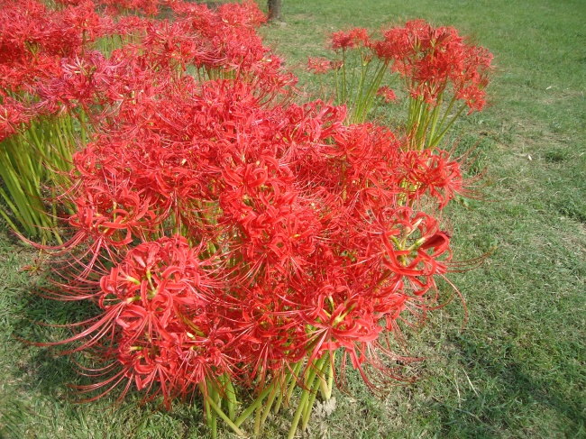 野生彼岸花图片