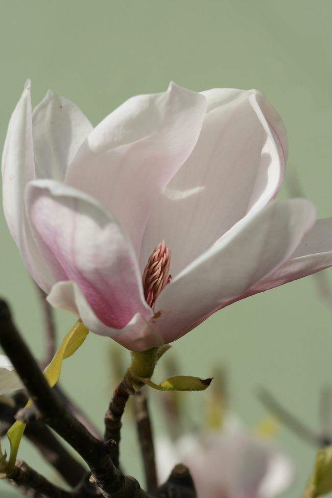 白色玉兰花微距特写摄影图片