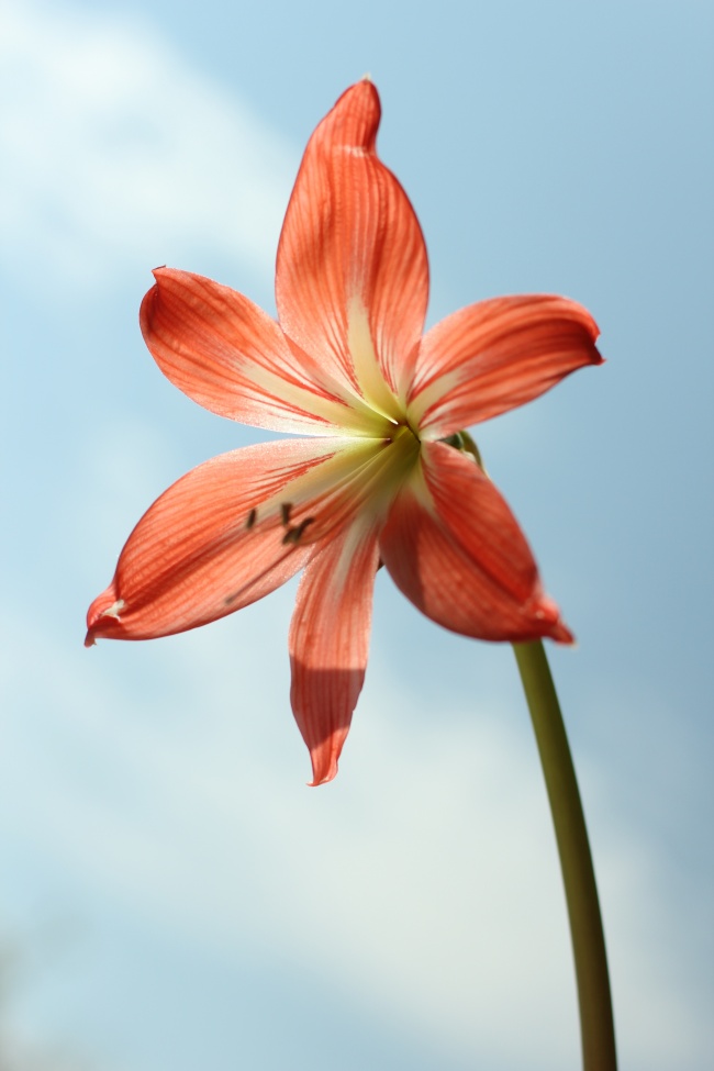 一枝橙色百合花图片