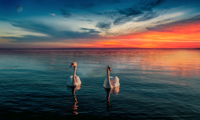 黄昏湖泊一对天鹅嬉戏图片