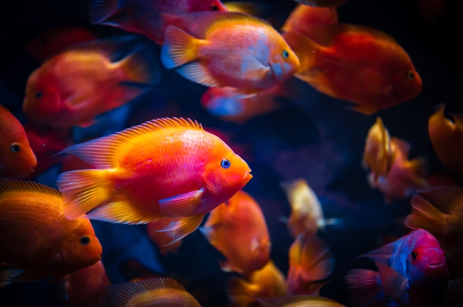 唯美水族馆观赏淡水鱼群图片