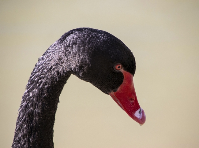黑色天鹅头部特写摄影图片