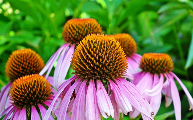 高清紫锥菊图片