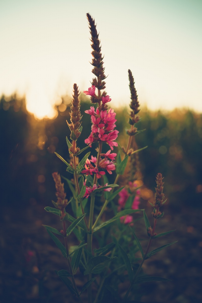 黄昏逆光中的花草图片