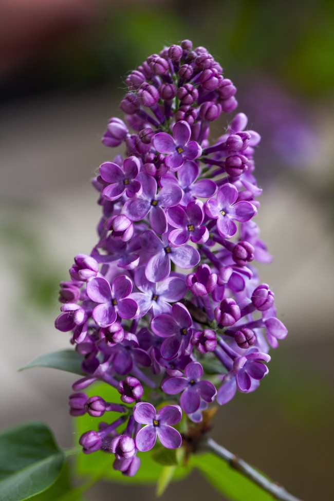 艳紫色丁香花图片