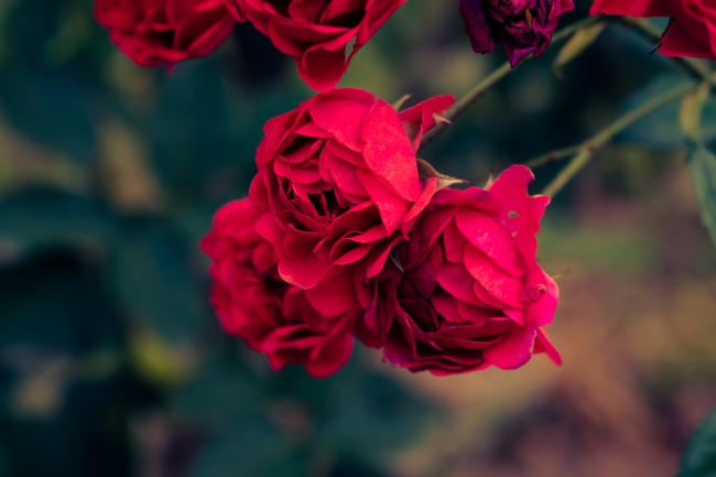 红色小灌木玫瑰花图片