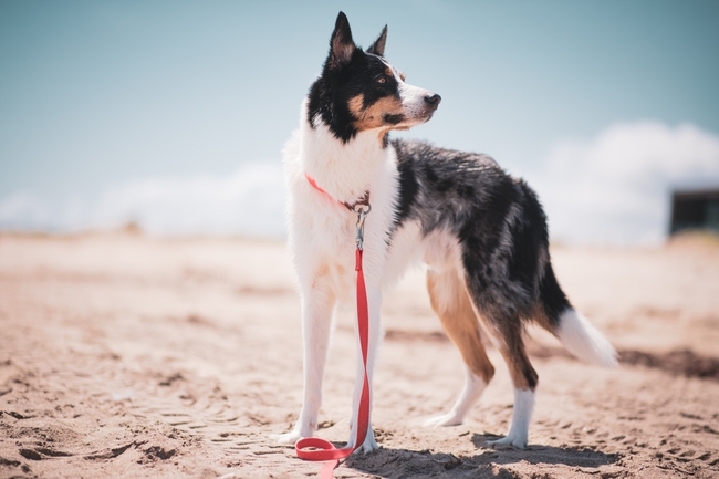 沙滩边境牧羊犬摄影图片