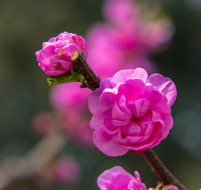 春日榆叶梅枝头绽放图片