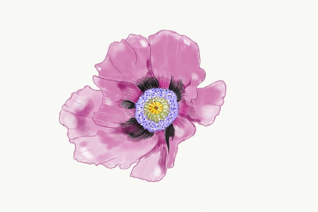 水彩绘画罂粟花图片