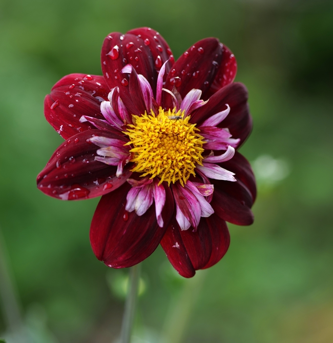 雨后野生花朵绽放图片