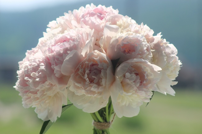 粉色牡丹手捧花图片