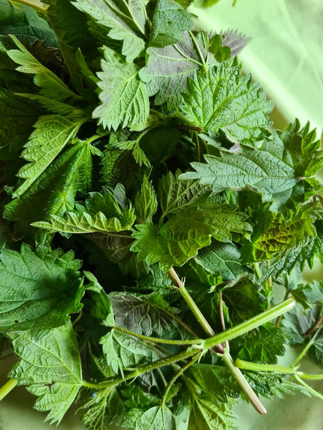 绿色药用草本植物图片