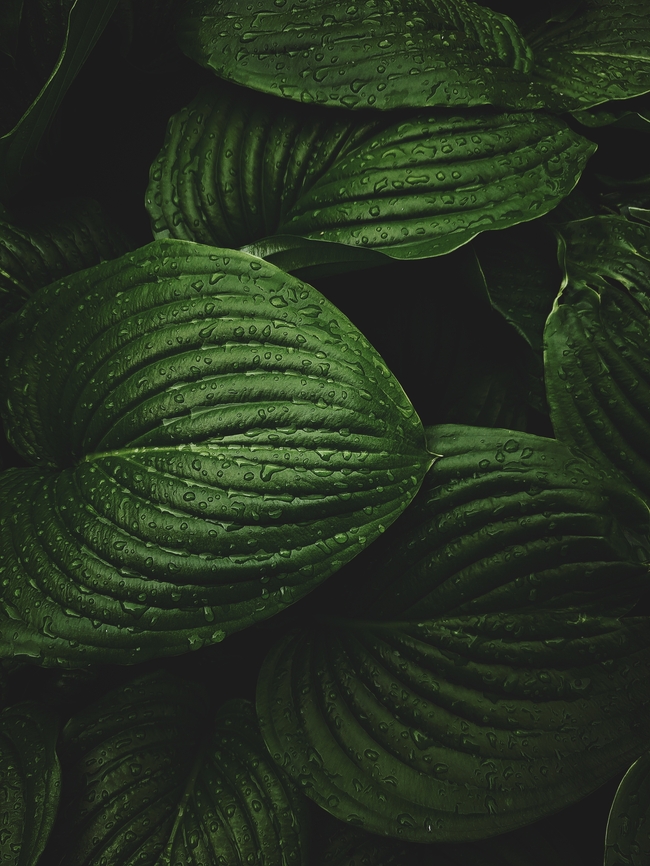 雨后带水珠的绿植树叶图片