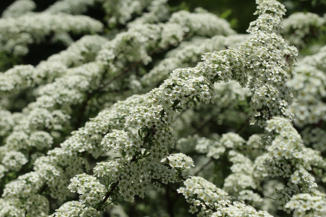 春天树枝开满白色小花朵图片