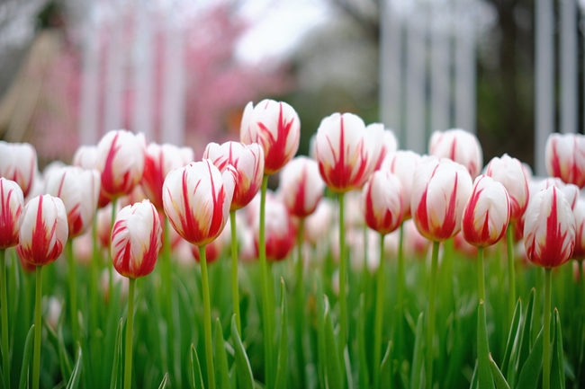 春天唯美郁金香花海图片
