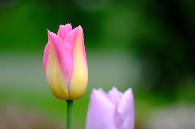 春天微距特写郁金香花苞图片