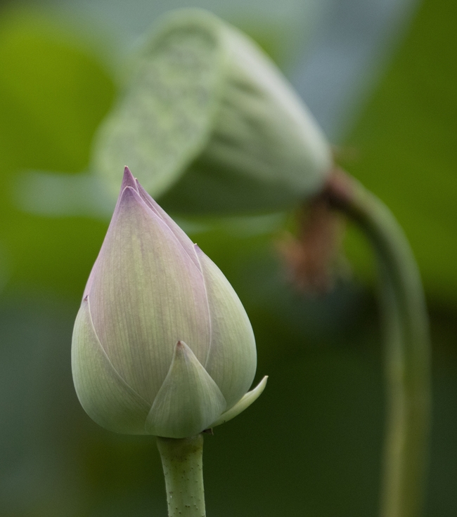 绿色莲蓬含苞待放莲花花苞图片