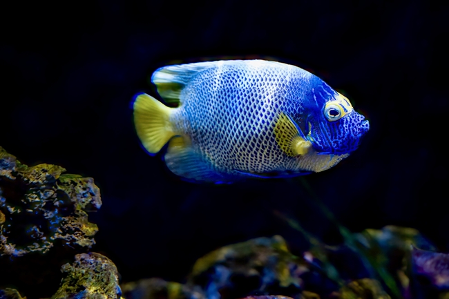 水族馆蓝脸神仙鱼摄影图片