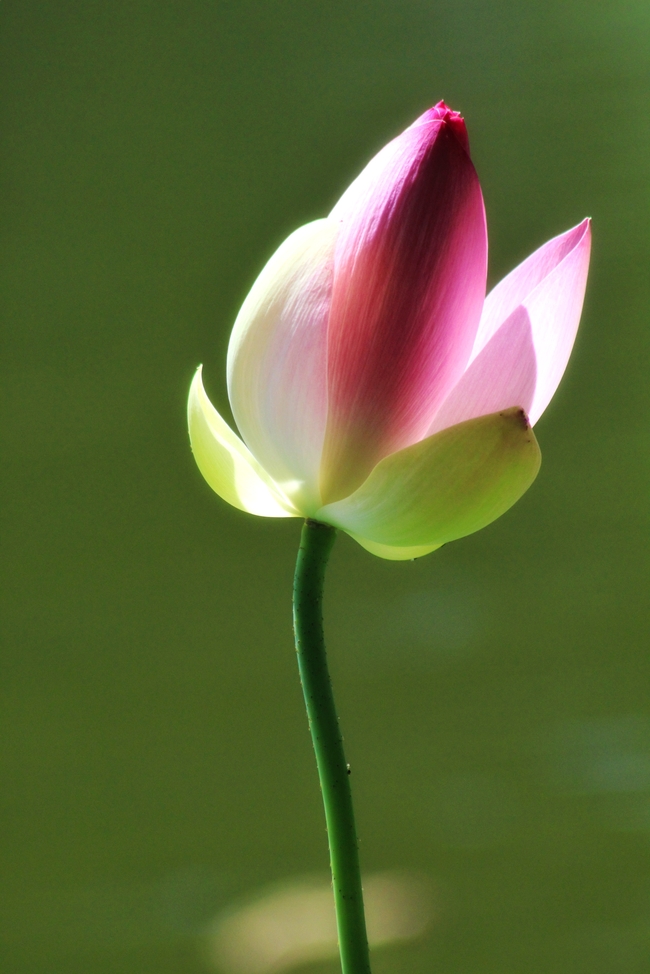 夏日含苞待放莲花花苞摄影图片