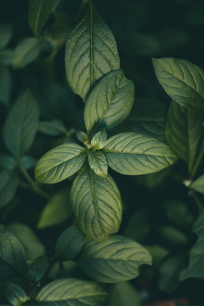 绿色圆叶子植物图片
