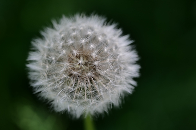 野生草本植物蒲公英球摄影图片