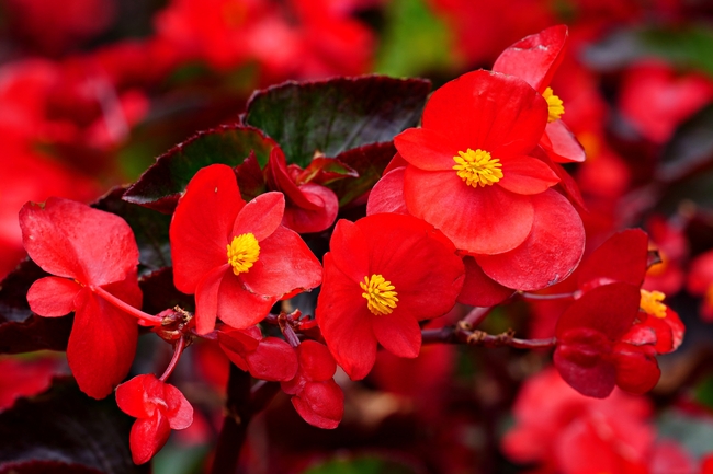 刺毛中华秋海棠摄影图片