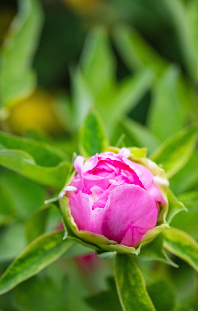 微距特写牡丹花苞图片
