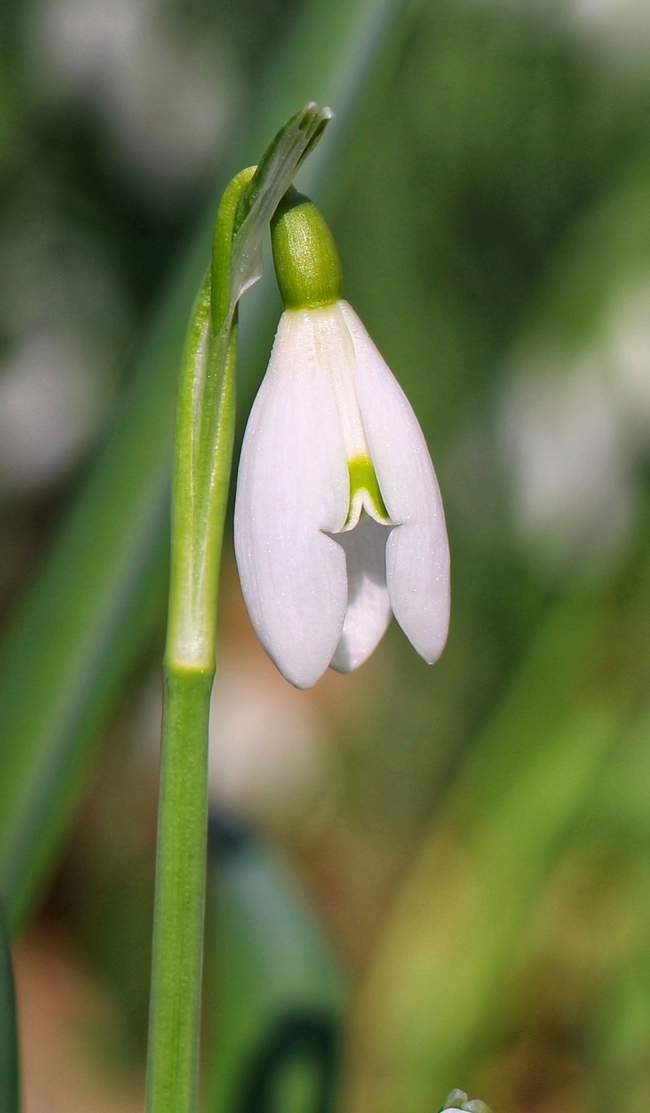 一朵白色雪莲花开图片