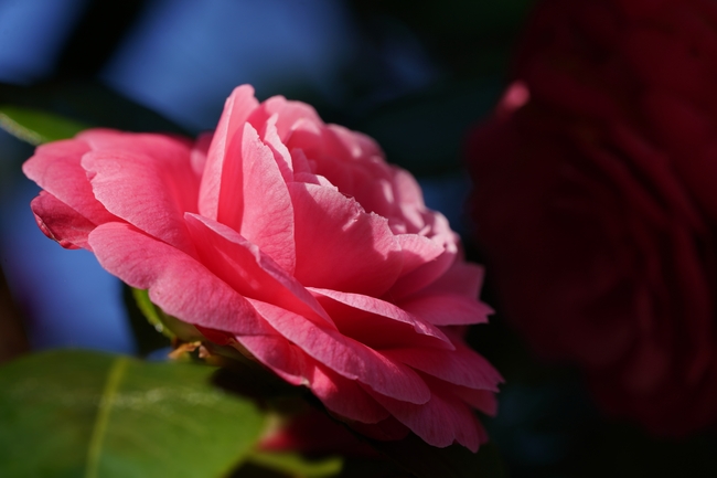 粉色日本山茶花图片