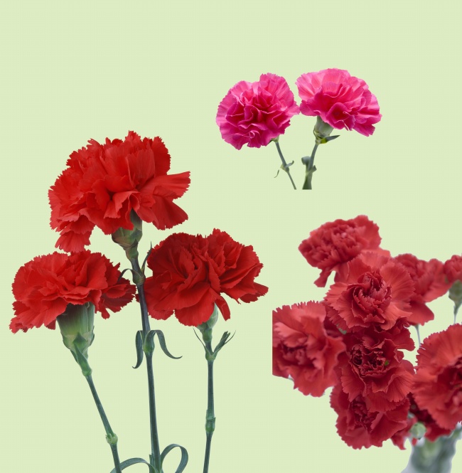 康乃馨花枝图片