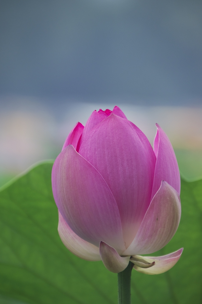 粉色含苞待放莲花花苞摄影图片